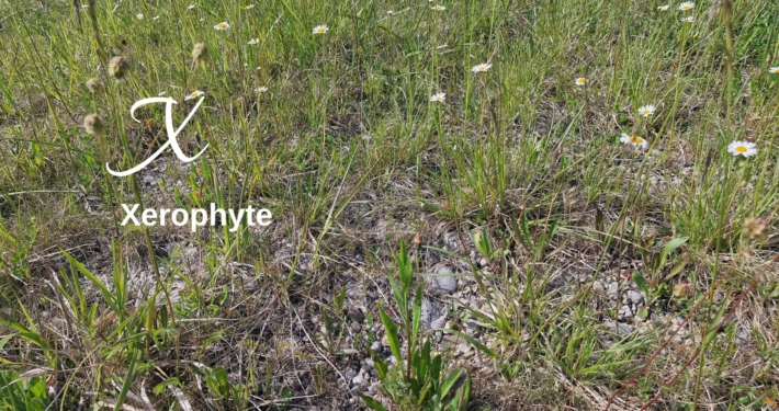 Xerophyte on a golf course