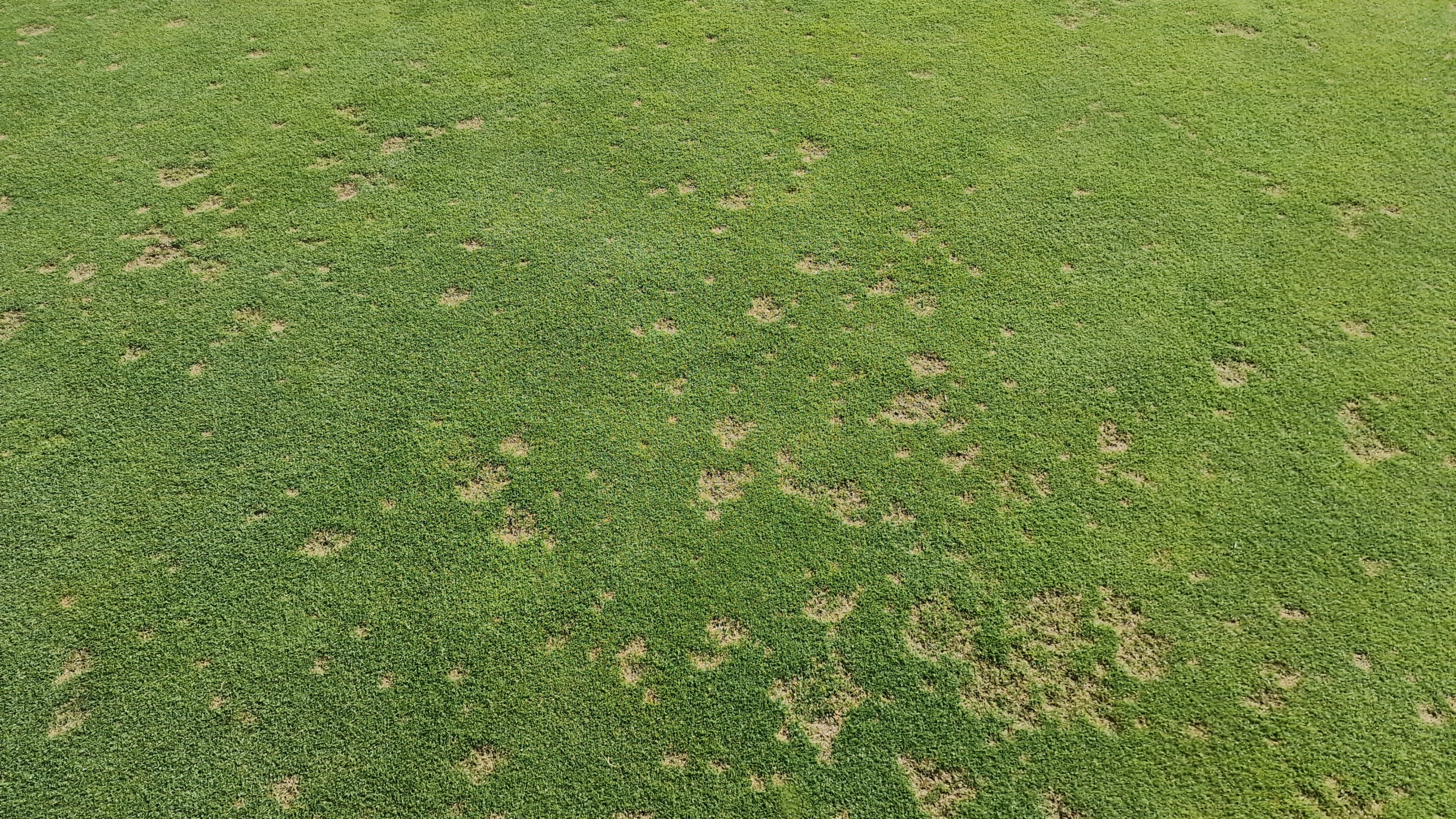 Dollarspot - Golf Sustainable Rasen mit Dollarspot