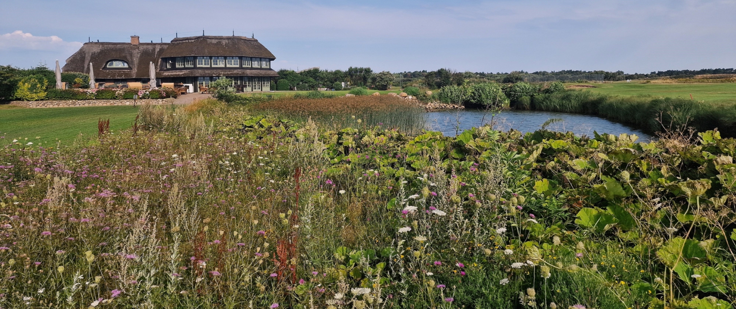 GC Sylt Wiesen Bunte Blumenwiesen vor dem Clubhaus des
