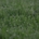Dewdrops on Grass Golf Sustainable