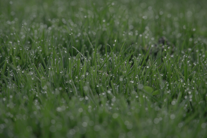 Dewdrops on Grass Golf Sustainable