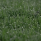 Dewdrops on Grass Golf Sustainable