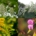 Collage von vier invasiven Arten auf Golfplätzen