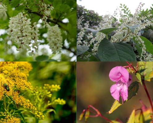 Collage von vier invasiven Arten auf Golfplätzen