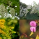 Collage of Four Invasive Species on Golf Courses