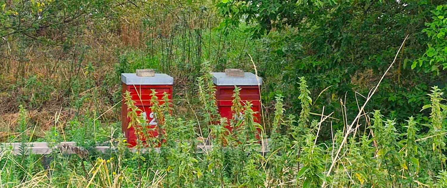Golf Range Großbeeren beekeeper honeybees photo Petra Himmel small2