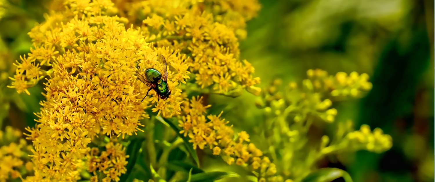 Canadian Goldenrod - Pixabay A Canadian goldenrod bush