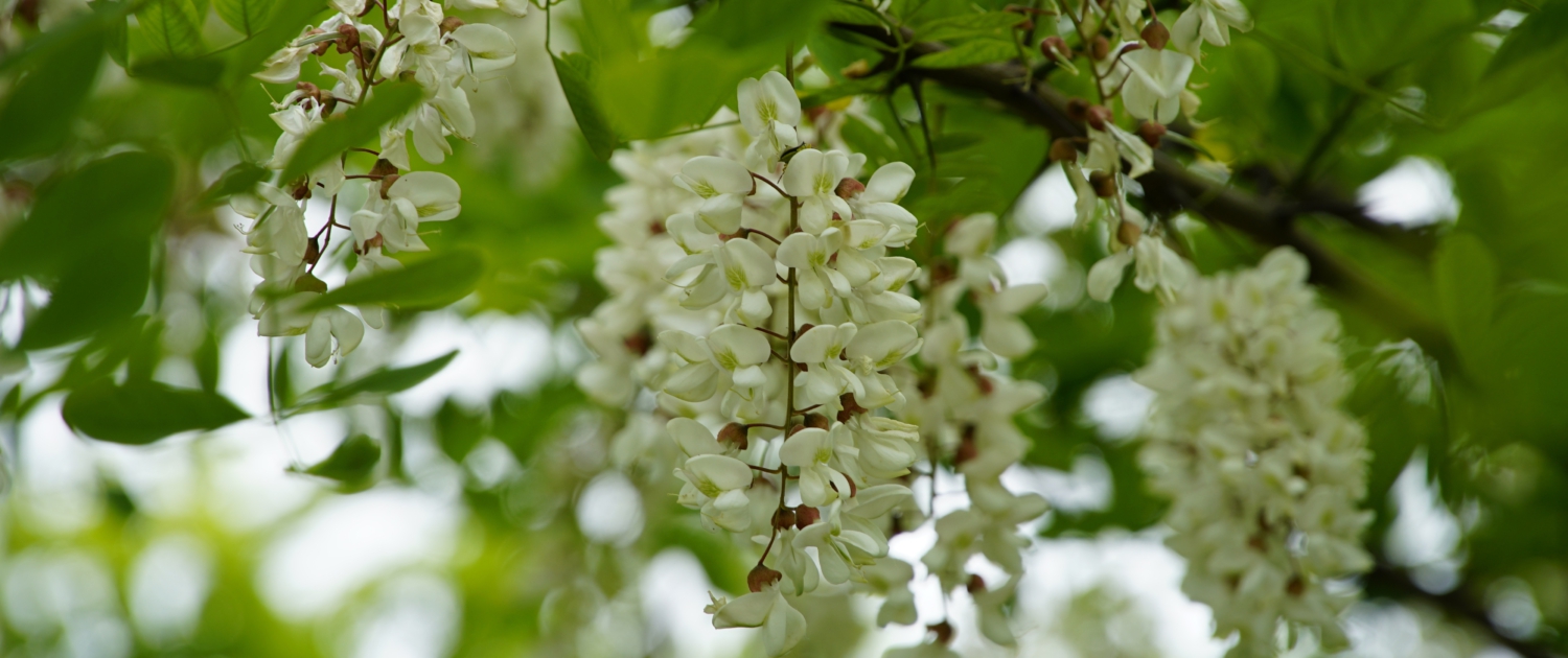 Black Locust Tree Pixabay