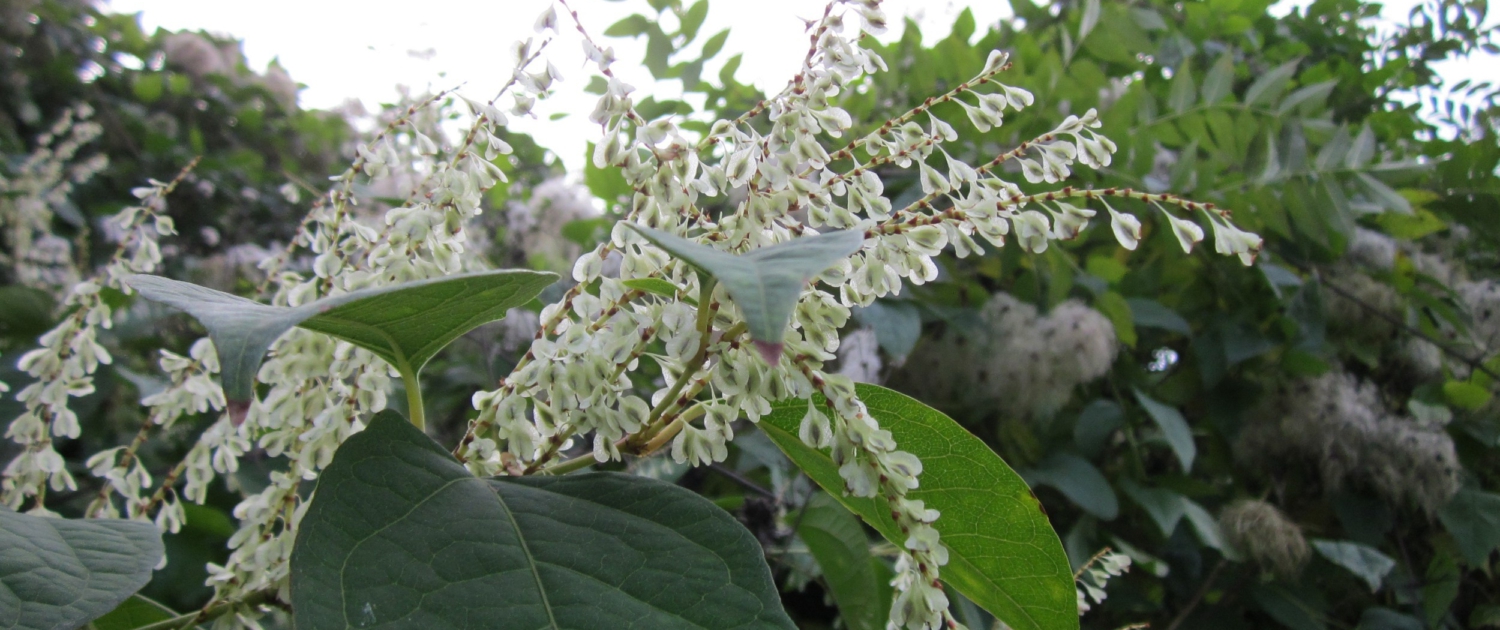 Japanese knotweed pixabay A clump of Japanese knotweed